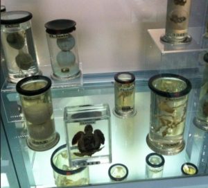 specimen jars Hunterian