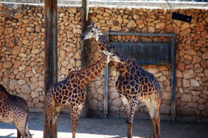 giraffes jerusalem biblical zoo
